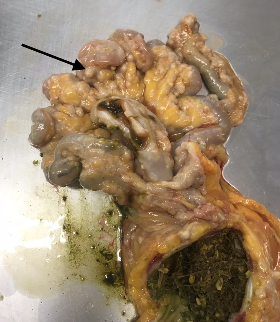 Tumoren im Darmgekröse eines Huhnes mit Karzinomatose