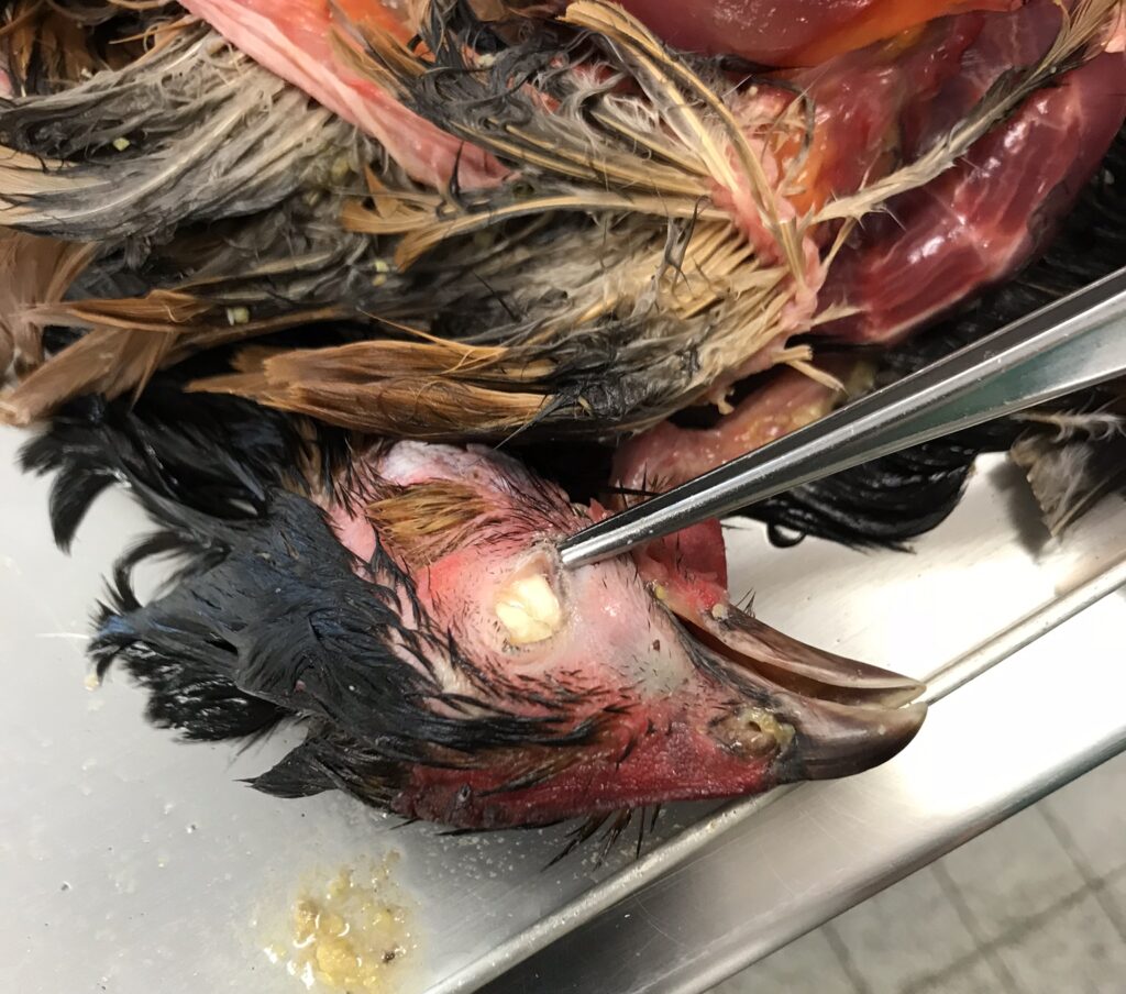Huhn mit hochgradiger Keratokonjunktivitis durch Hühner-Schnupfen